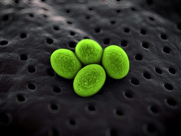 bacteria